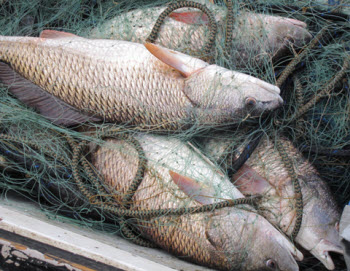 Red Drum Gillnet